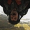 davidjericho