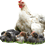 gallofeliz